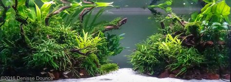 Island Aquascape, Aquascape Inspiration, Nature Tank, Fish Tank Terrarium, Aquarium Rocks, Aquascape Design, Rock Plants, Tropical Fish Aquarium, Tropical Fish Tanks