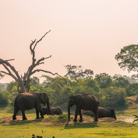 Known for its incredible biodiversity, Yala National Park is home to majestic leopards, elephants, sloth bears, and a range of bird species. What sets Yala apart is its unique blend of lush forests, grasslands, and lagoons. You can go on jeep safaris where have close encounters with wildlife. Sri Lanka, a must-visit destination, offers a rich tapestry of cultural heritage, stunning landscapes, and warm hospitality. Beyond Yala, explore ancient temples, pristine beaches, and lush tea plantat... Sloth Bear, Stunning Landscapes, Close Encounters, Ancient Temples, Leopards, Bird Species, Cultural Heritage, Sloth, Go On