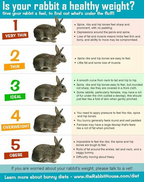 Bunny weight chart Rabbit Tips, Bunny Tips, Rabbit Things, Rabbit Facts, Rabbit Information, Pet Rabbit Care, Bunny Things, Rabbit Farm, Meat Rabbits