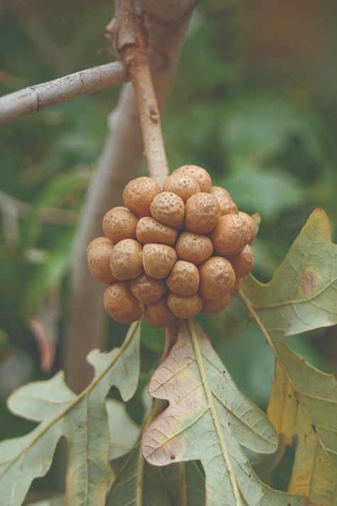 Bullet gall on a burr oak leaf. Plant Lice, William Paterson University, Cucumber Vegetable, Corn Crop, Burr Oak, Lawn Pests, Pecan Tree, Insect Species, Identify Plant