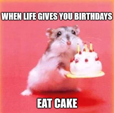 🎂 46 Awesome Birthday Cake Meme Happy Birthday Humorous, 17 Doğum Günü, Happy Birthday Animals, Funny Birthday Meme, Funny Happy Birthday Wishes, Birthday Memes, Birthday Quotes For Him, A Hamster, Happy Birthday Quotes Funny