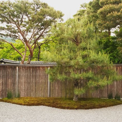 No.344 at Ryukyoin, Kyoto, Japan The simple combination of striped bamboo wall… Landscape Borders, Bamboo Wall, Kyoto Japan, Pine Trees, Japanese Garden, Pine Tree, Kyoto, Borders, The Sea