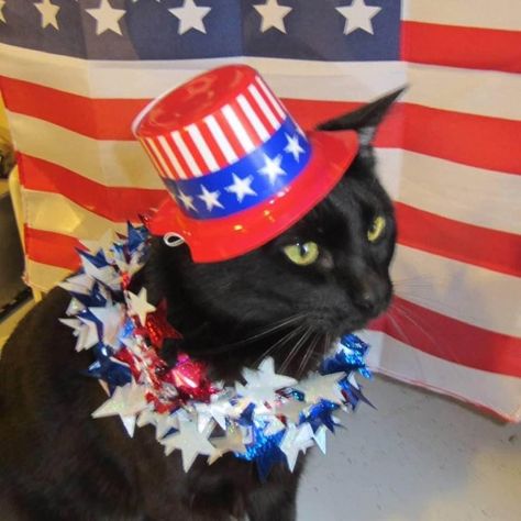 Pfp Cat, Memorial Day, 4th Of July, Black Cat, Dog Cat, Dogs, Animals, Quick Saves, Black