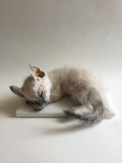 Taxidermy Kitten by Precious Creature Taxidermy Cat Taxidermy, Beautiful Taxidermy, Taxidermy Art, Vulture Culture, Natural Curiosities, Taxidermy, Cats And Kittens, Bones, Graphic Art