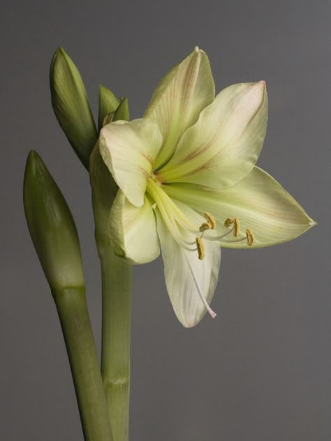 Hippeastrum 'Limona' Amaryllis Arrangement, Amaryllis Christmas, Big Leaf Plants, Easy To Grow Houseplants, Amaryllis Flowers, Lily Bulbs, Cactus Y Suculentas, Acrylic Flowers, Different Flowers