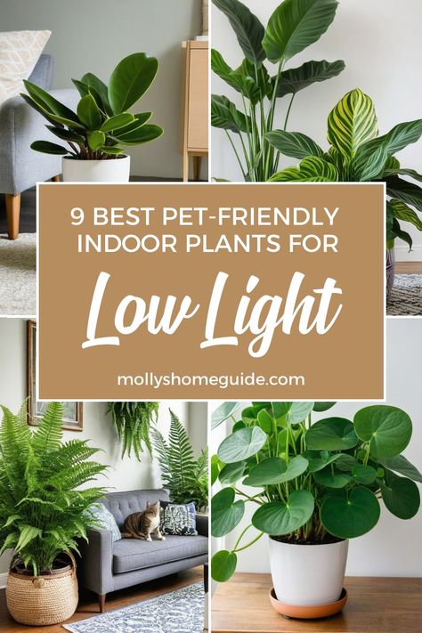 Pet Safe Low Light House Plants, Dark Green Indoor Plant, Indoor Plants Low Light Pet Safe, House Plants Low Light Indoor, Sitting Room With Plants, Pet Friendly Indoor Plants, Indoor Plants Nontoxic To Pets, Low Light Trees Indoor, Beginner Plants Indoor Pet Friendly