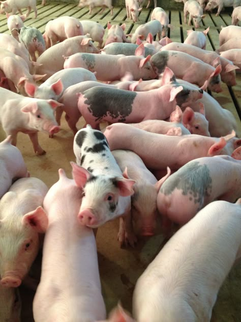 Pigs Pigs On Farm, Pigs Farming Livestock, Piglet House, Pig Photos, Farm Pigs, Pigs Farm, Pig Breeds, Big Pigs