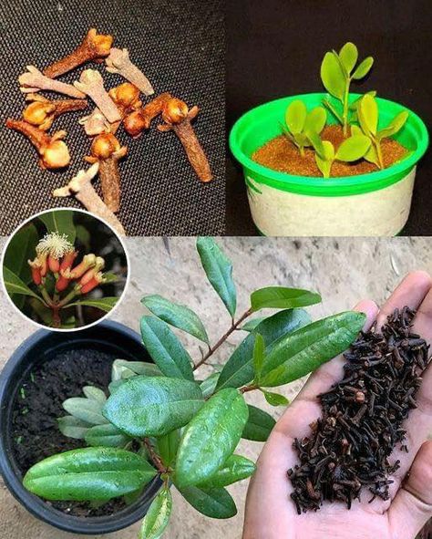 Clove Plant, Design Garden Ideas, Seeds Planting, Cloves Spice, Bell Pepper Recipes, Healthy Strawberry, Growing Potatoes, Seed Germination, Wedding Garden