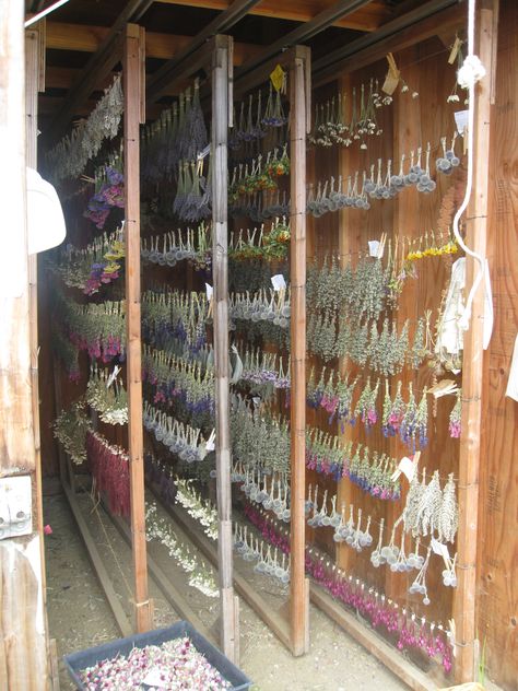 Drying Flowers, Magia Das Ervas, Herb Farm, Herbal Apothecary, Hobby Farms, Farm Gardens, Flower Farm, Drying Herbs, Permaculture