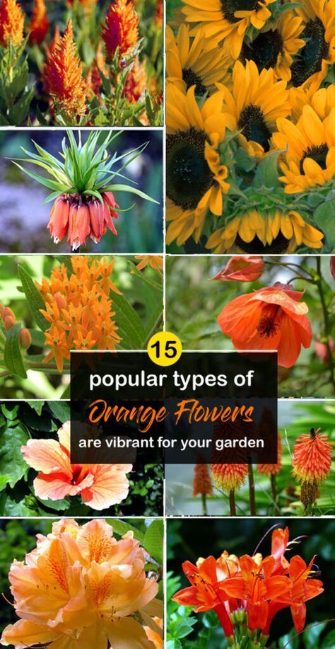 Orange Flowers | 15 popular types of orange flowers Orange Flower Garden, Types Of Oranges, Zone 5, Garden Gnome, Gnome Garden, Orange Flowers, Colorful Flowers, Flower Garden, Bouquets