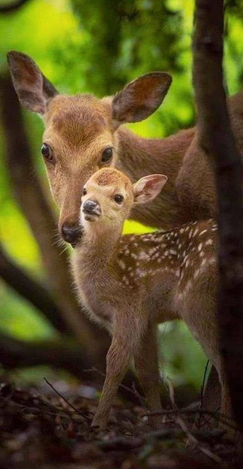 Wild Animals Photos, Deer Photos, Deer Pictures, Wild Animals Pictures, Unusual Animals, Rare Animals, Oh Deer, Animals And Birds, Cute Wild Animals