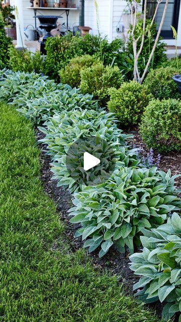 Kaleb Wyse on Instagram: "If you need a plant that can take harsh conditions, such as full sun, this Helen von Stein Lamb’s Ear (Stachys) is the perfect one for you! Remember/save this one for later so you can plant it, too!" Lambs Ear Landscaping Border, Helen Von Stein Lambs Ear, Front Of House Landscape Ideas Full Sun, Lambs Ear Landscaping, Full Sun Landscaping Ideas, Kaleb Wyse, Lambs Ear Plant, Full Sun Landscaping, Full Sun Garden