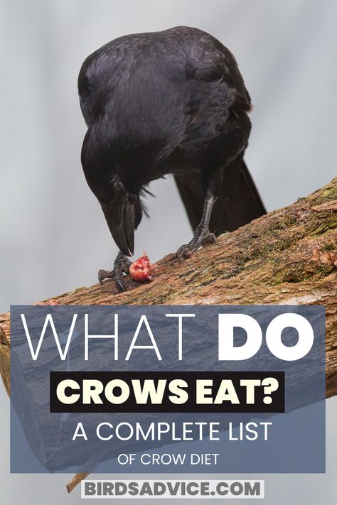 What Do Crows Eat Food For A Crow, What Do Crows Eat, Crow Offerings, How To Attract Crows To Your Yard, Crow Feeding Station, Crow Feeder Diy, How To Befriend A Crow, Crow Party Ideas, Befriending Crows