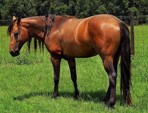 Florida Cracker Horse, Kiger Mustang, Florida Cracker, Horse Information, Pony Breeds, Horseback Rider, Horse World, Sport Horse, Rare Breed