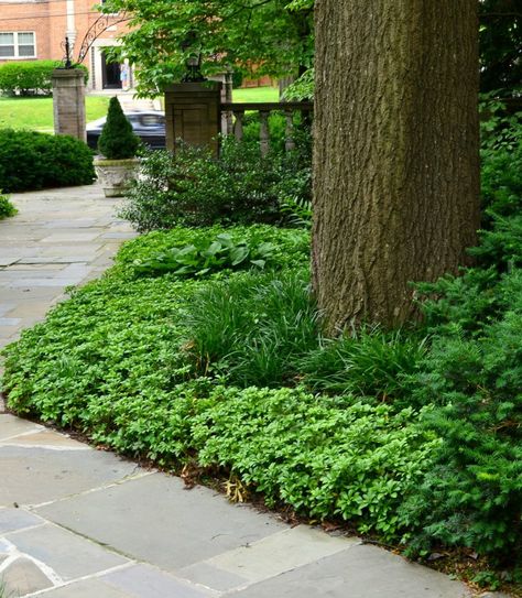 Mulch Alternatives, Mulch Around Trees, Tree Mulch, Perennial Ground Cover, Landscaping Around Trees, Sweet Woodruff, Tree Roots, Evergreen Shrubs, Deciduous Trees