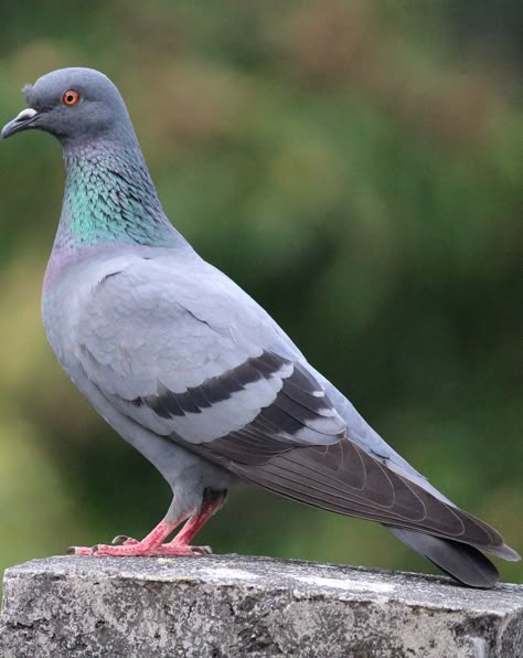 Portrait picture of a beautiful pigeon. #Birds #Pigeon #Animals Pigeon Reference, Pigeon Background, Pegion Bird, Pigeon Photo, Pet Pigeon, Cute Pigeon, Bird Crochet, Pigeon Pictures, Drawing Bird