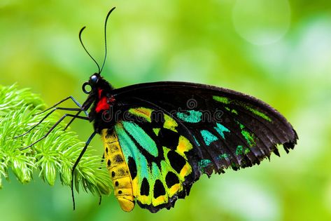 Cairns Birdwing Butterfly. Close up on a Cairns Birdwing Butterfly also known by , #spon, #Butterfly, #Birdwing, #Cairns, #Priamus, #Ornithoptera #ad Birdwing Butterfly, Most Beautiful Butterfly, Butterfly Project, Cool Insects, Bird Wings, Arm Sleeve Tattoos, Butterfly Pictures, Butterfly Painting, Cairns