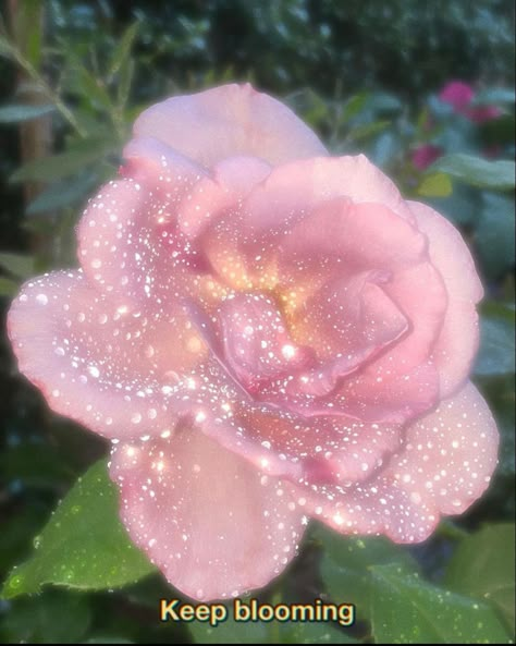 Magical pink rose Beautiful Aura Aesthetic, Soft Pink Flowers Aesthetic, Self Love Pink Aesthetic, Flower Therapy, Pink Vibes, Ethereal Art, Pink Princess, Just Girly Things, Divine Feminine