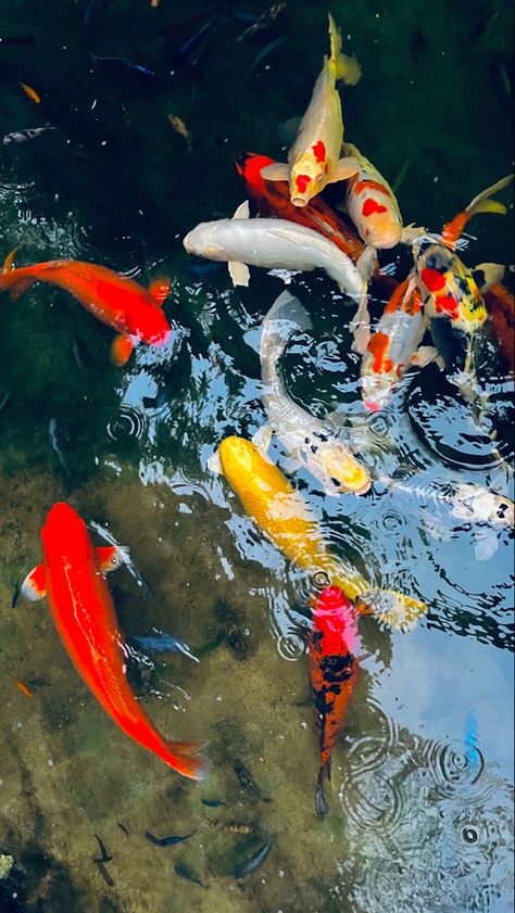 Koi Fish Pond Photography, Aquatic Painting, Beach Glamour, Koi Painting, Animal Photography Wildlife, Mantis Shrimp, Painting Stuff, Photography Wildlife, Koi Fish Pond