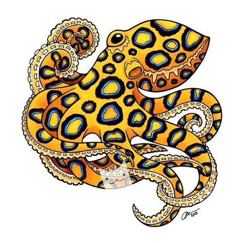 Blue Ringed Octopus Art, Blue Ring Octopus Tattoo, Blue Ringed Octopus Drawing, Blue Ringed Octopus Tattoo, Blue Ring Octopus, Octopus Photography, Blue Ringed Octopus, Ringed Octopus, Octopus Colors