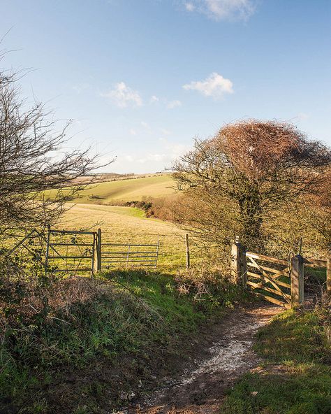 South Downs, Sussex England, Country Walk, Canoe Trip, British Countryside, Brighton And Hove, New Year's Day, The South Of France, Two Dogs