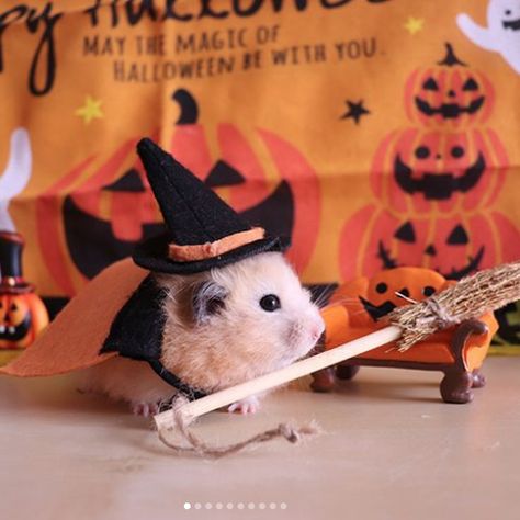 Hamster Photo, Halloween Hamster, Super Pictures, Dream Pet, Funny Hamsters, Trick Or Treaters, Ready For Halloween, Trick Or Treating, Trick Or Treater