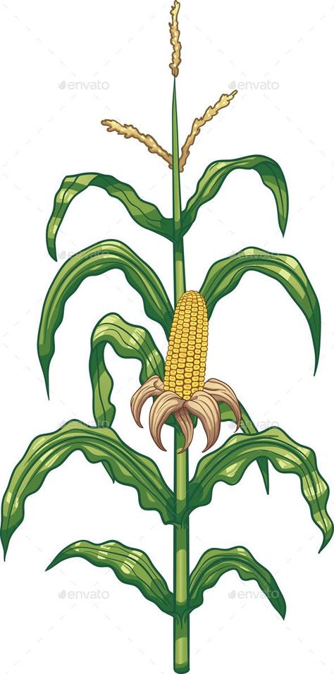 Corn Plant by memoangeles | GraphicRiver Corn Maze Drawing, Corn Plant Care, Maize Plant, Corn Drawing, Maze Drawing, Corn Painting, Healthy Corn, Hoco Pics, Plant Sketches