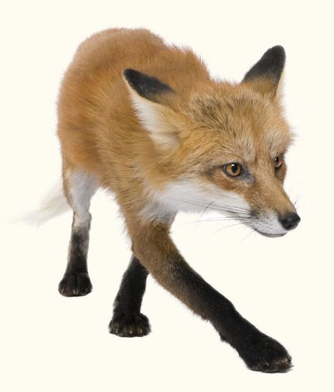 Fox Paws Reference, Fox Paw Drawing, Fox Legs Drawing, Fox Poses, Fox Anatomy, Fox Reference, Fantastic Mr Fox Costume, Fox Face Paint, Fox Paws