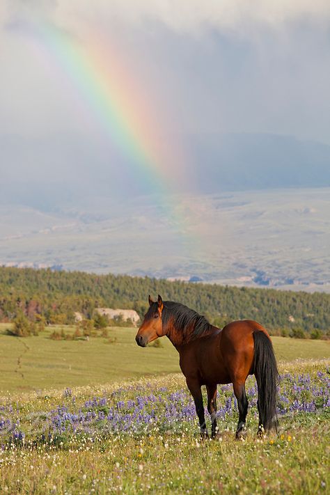 Wild Horses Mustangs, Different Horse Breeds, Wild Horses Photography, Wild Animals Photography, Photos Frame, Mustang Horse, Horse Aesthetic, Wild Mustangs, Most Beautiful Animals