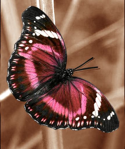 Bild Gold, Photo Papillon, Colorful Moths, Beautiful Butterfly Pictures, Beautiful Butterfly Photography, Butterfly Art Painting, Butterfly Species, Butterfly Images, Butterfly Photos