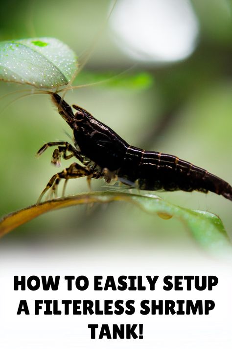 Embrace the beauty of natural aquariums with our guide on setting up a filterless shrimp tank. With a focus on balance, design, and shrimp health, our blog post is your comprehensive resource for creating a thriving ecosystem without mechanical filters. Fresh Water Shrimp Tank, Shrimp Tank Setup, Aquatic Snails, Shrimp Tanks, Pet Shrimp, Snail Tank, Aquarium Aesthetic, Amano Shrimp, Red Cherry Shrimp