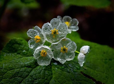 Visit Japan / Americas on Instagram: “Diphylleia grayi is a mystical flower that becomes glass-like when wet 💧✨ This rare, transparent bloom can only be seen during the rainy…” Diphylleia Grayi, Bog Witch, Small Widget, Skeleton Flower, Shade Garden Plants, Witch Garden, Dappled Light, Ground Cover Plants, Flower Care