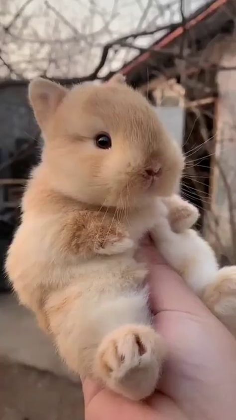 Baby bunny fits in hand - 9GAG Funny Bunny Videos, Pet Bunny Rabbits, Funny Bunny, Baby Animals Pictures, Pet Bunny, Super Cute Animals, Baby Bunny