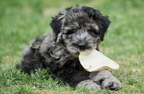 Sheepdog Puppy, Sheep Dog Puppy, Puppy For Sale, Cattle Dog, Dog Breed, Puppies For Sale, Cute Puppies, Cats And Kittens, Dog Breeds