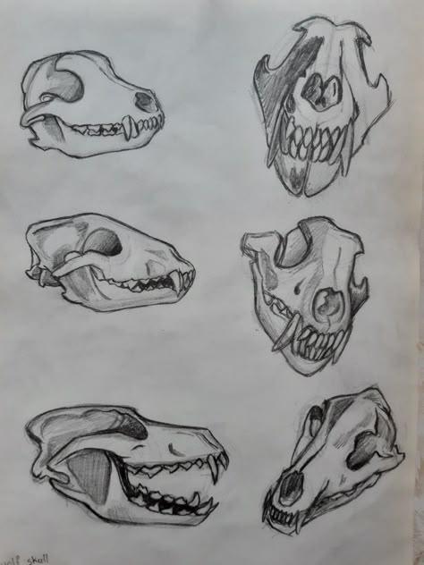 Wolf Skull Illustration, Animal Horror Art, Cat Bones Drawing, Wolf Skull Drawing Reference, Skull Drawing Animal, How To Draw Animal Skulls, Zombie Dog Drawing, Rabbit Skull Drawing, Skull Dog Drawing