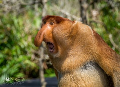 Proboscis monkey, Borneo by Melvin Jonker - Photo 169755975 / 500px Apes Together Strong, Monkey Types, Proboscis Monkey, Facts About Animals, Fun Facts About Animals, Monkey Pictures, Wild Animals Pictures, Wallpaper Photography, Picture Wallpaper