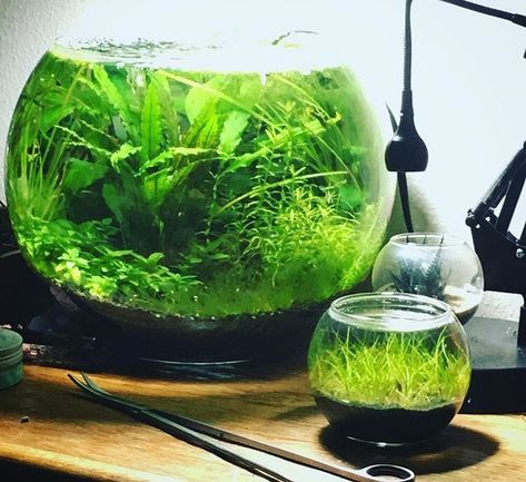 Fish Tank Themes, Plants In Jars, Indoor Water Garden, Diy Aquarium, Self Sustaining, Fish Ponds, Invasive Species, The Jar, Tall Plants