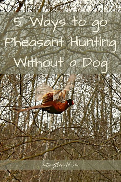 Do you find yourself without a hunting dog but still want to go pheasant hunting? No worries, read our post to find out how to do it! #pheasant #hunting #upland #gundog Upland Bird Hunting, Hunting Packs, Upland Hunting, Pheasant Hunting, Hunting Tips, Bird Hunting, Hunting Dog, Hunting Dogs, Deer Hunting