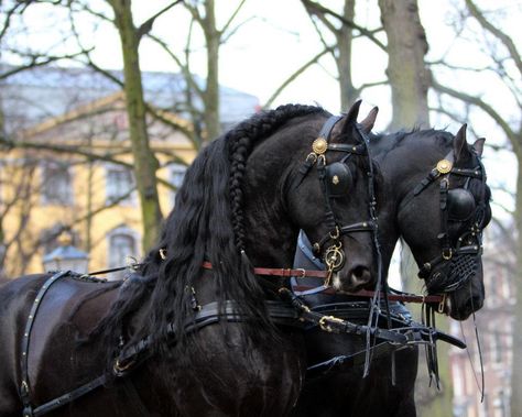 Carriage Driving Pair, stunningly Beautiful! Black Carriage, Driving Horses, Horses Head, Carriage Driving, Horse And Buggy, Black Stallion, Horse Boarding, Black Horses, Friesian Horse