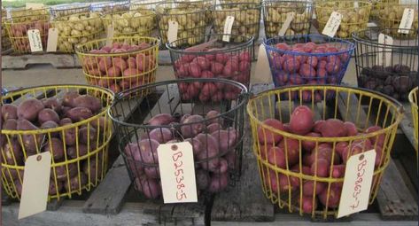 Growing Potatoes in Your Florida Garden | Gardening in the Panhandle Harvesting Potatoes, Plant Potatoes, Green Potatoes, Florida Garden, Irish Potatoes, Planting Potatoes, Green Eating, Garden Plots, Growing Gardens