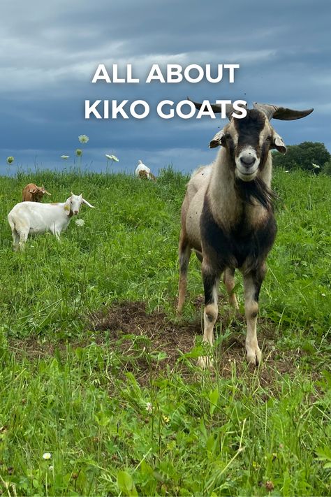 Kiko goats are rapidly becoming a popular meat goat breed in the U.S. due to its hardiness and growth rate. This article will cover the Kiko breed in more detail, including breed characteristics, use and history. Meat Goats, Kiko Goats, Rotational Grazing, Goats For Sale, Show Goats, Happy Goat, Goat Herding, Boer Goats, Raising Goats