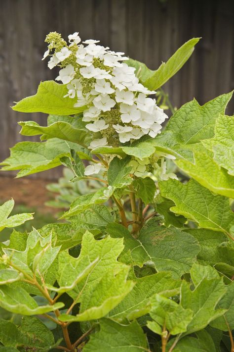 Snow Queen Oakleaf Hydrangea blossoms Hydrangea Snow Queen, Ground Cover Ideas, Oak Leaf Hydrangea, Shade Loving Flowers, Ground Orchids, Fast Growing Shrubs, Shade Landscaping, Edging Plants, Shade Loving Perennials