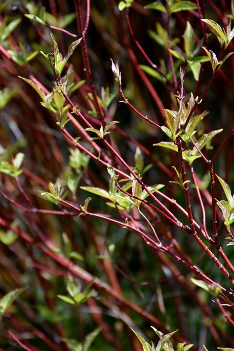 Bailey's Red Twig Dogwood (Cornus sericea 'Baileyi') available in Forest Lake, Minnesota (MN) at Applewood Nursery (C.stolonifera, Red-Osier Dogwood) Valentine Pokemon, Moana Nursery, Cornus Sericea, Red Osier Dogwood, Punk Couple, Native Landscaping, Red Twig Dogwood, Carson City Nevada, Twig Dogwood