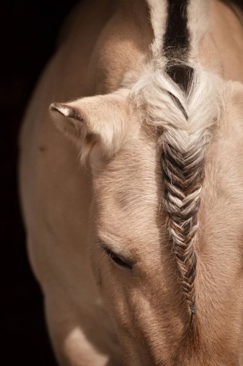 Fjord http://thevalkyrieskingdom.tumblr.com/post/73331895627 Horse Hairstyles, Horse Clips, Horse Braids, Horse Mane Braids, Pretty Braid, Horse Hair Braiding, Horse Braiding, Fjord Horse, Creative Grooming