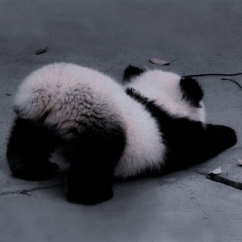 Black, Pandas