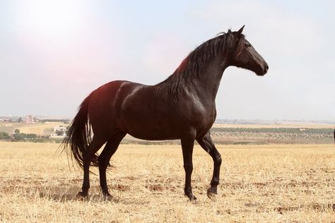 Barb Horse Info, Origin, History, Pictures | Horse Breeds Information Spanish Barb Horse, Barb Horse, Horse Conformation, Desert Horse, Rare Horse Breeds, Different Horse Breeds, Spanish Horse, Rare Horses, Horse Info