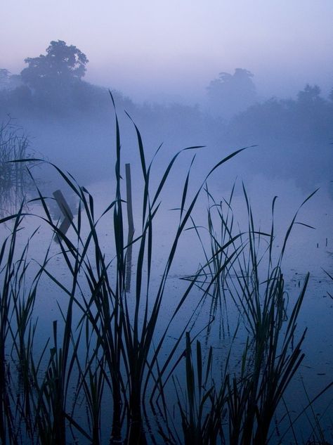 Fluffy Veil, Kevin Day, Pale Moon, Summer Palette, Park Pictures, Misty Morning, Seaside Cottage, Foggy Morning, Dragon Fly