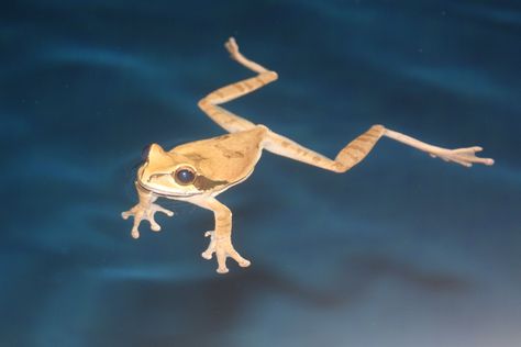 Frog Swimming, Travel To Costa Rica, Frog Sketch, Sheep Tattoo, Painting References, Animal Study, Frog And Toad, Tree Frogs, Adventure Tours