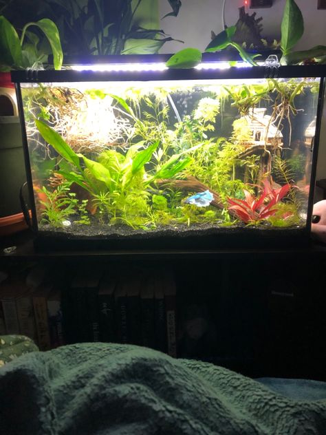 Aesthetic Fish Tank, Aesthetic Fish, Aquascaping Ideas, Fish Tank Ideas, Frog Tank, Fish Tank Themes, Freshwater Aquarium Plants, Aquarium Set, Fish Tank Terrarium