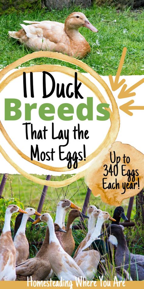 Duck Coop Ideas Diy Building, Duck Coop With Pool, Duck Coop Ideas Diy, Diy Duck Coop, Duck Coop Ideas, Laying Chickens Breeds, Ducks And Chickens, Duck Breeds, Backyard Ducks